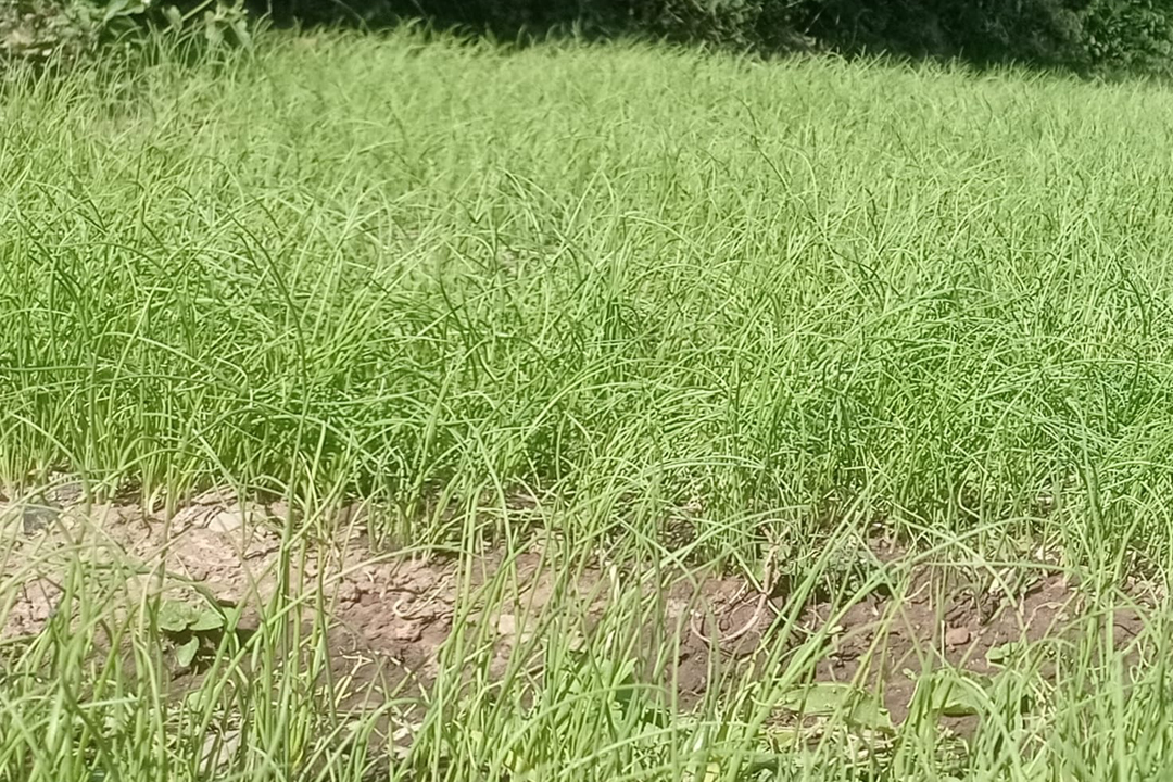 बैतडीको थलाल गाउँका किसान प्याजको बेर्ना विक्रि गर्ने कार्यमा व्यस्त 